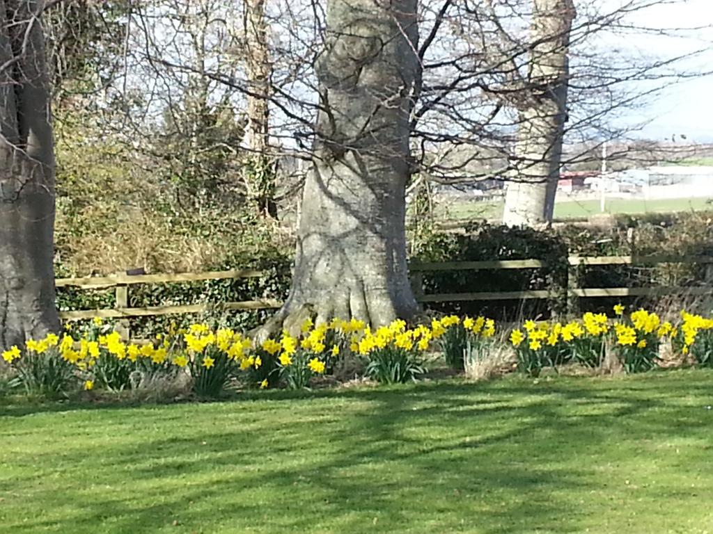 Ty Derw Country House B&B Ruthin Exteriér fotografie